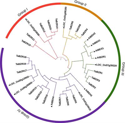 Genome-wide identification and functional characterization of wheat Brassinazole-resistant transcription factors in response to abiotic stresses and stripe rust infection